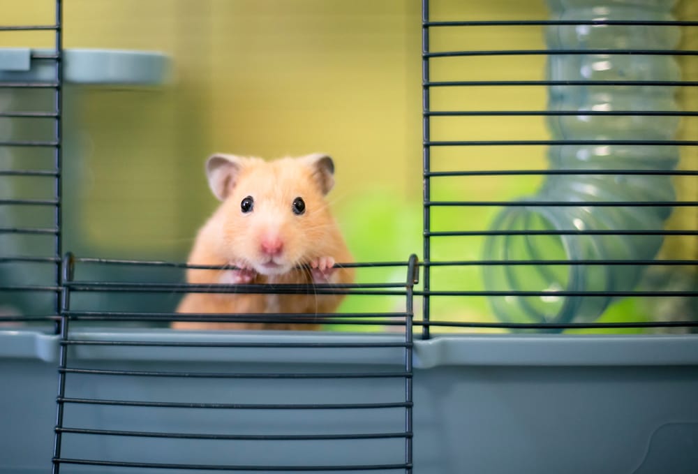 How long do hamsters live? 3 Major Factors That Affect Their Lifespans