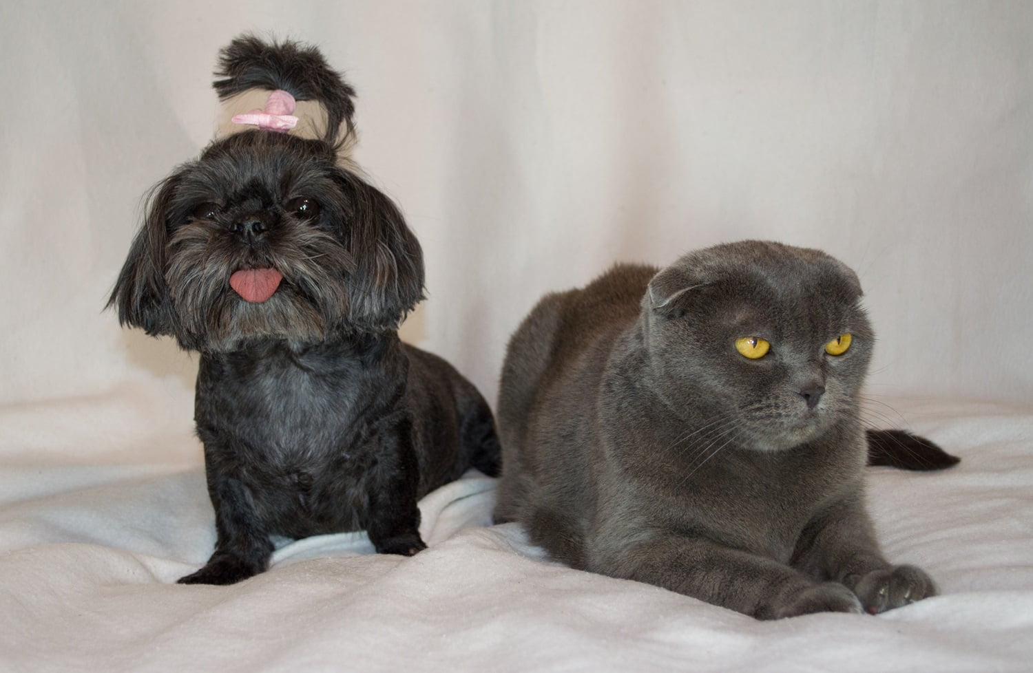 A black dog and a cat sitting side by side - Veterinary Chiropractic in Saskatoon, SK