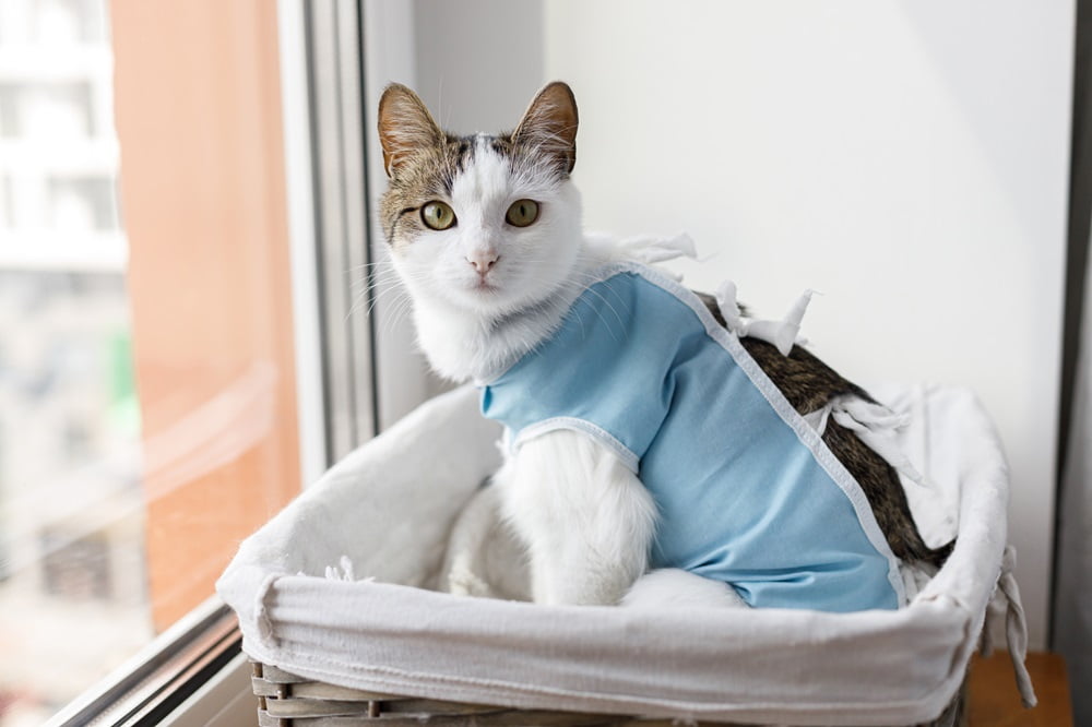 A cat after a surgery - Veterinary Surgery in Saskatoon, SK