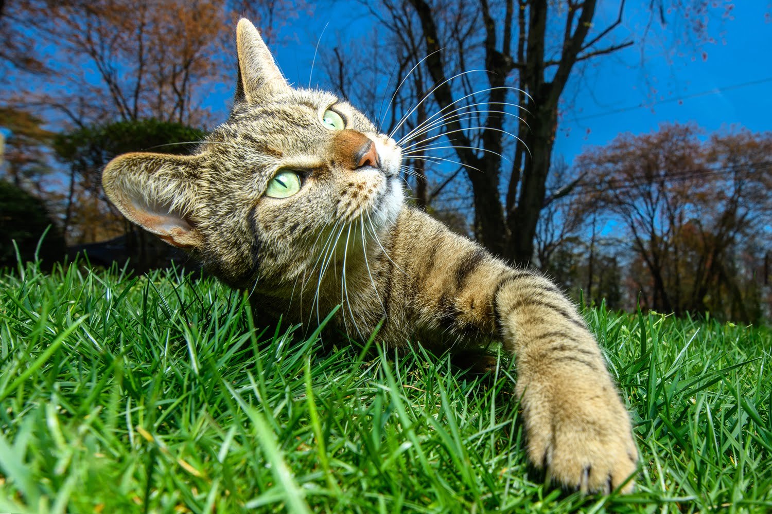 A cat playing outdoors - Veterinary Chiropractic in Saskatoon, SK