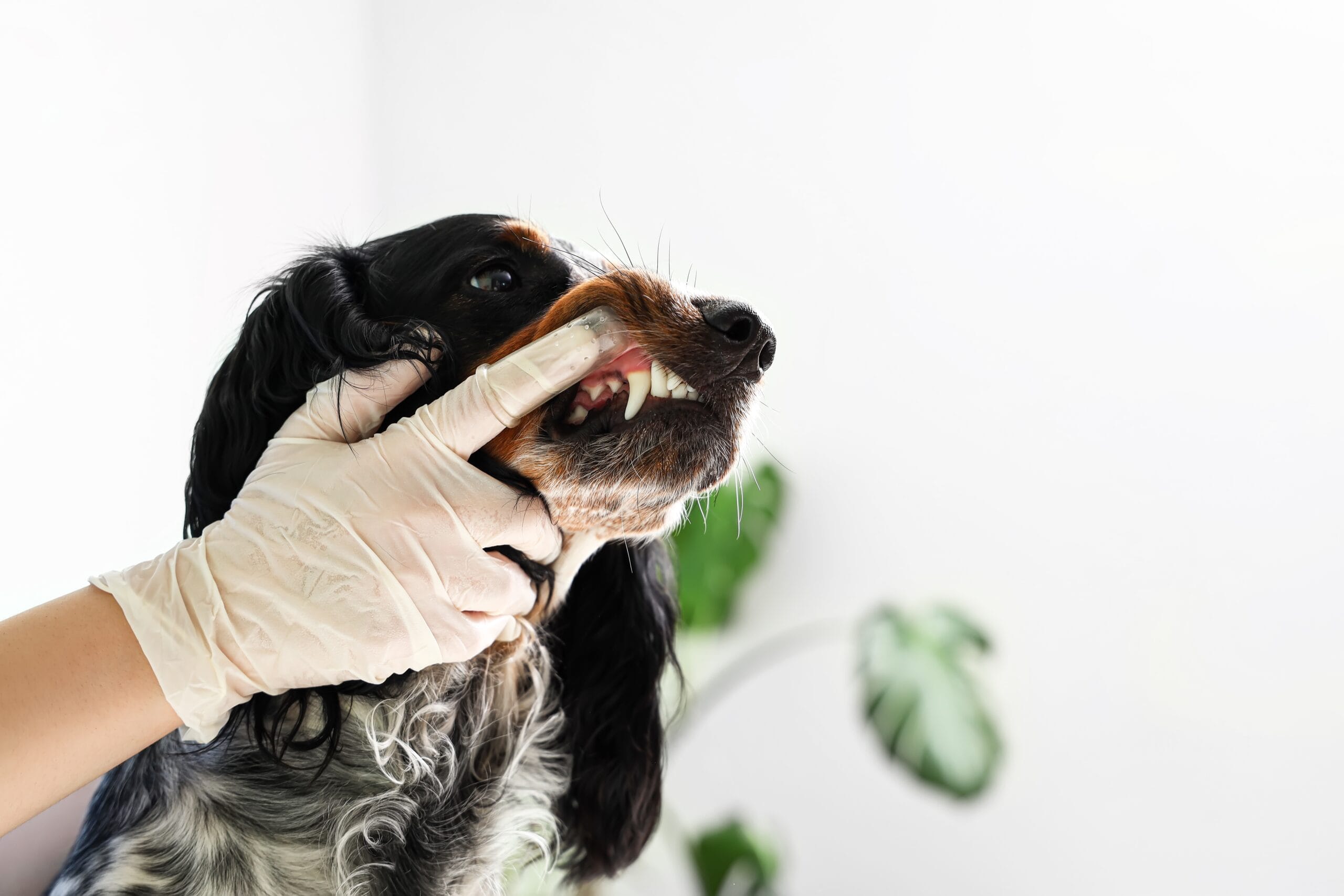 How to Brush Your Dog’s Teeth: A Complete Guide to Canine Dental Care