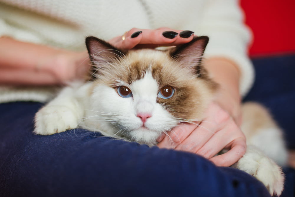A cat being pet - Pet Wellness in Saskatoon, SK
