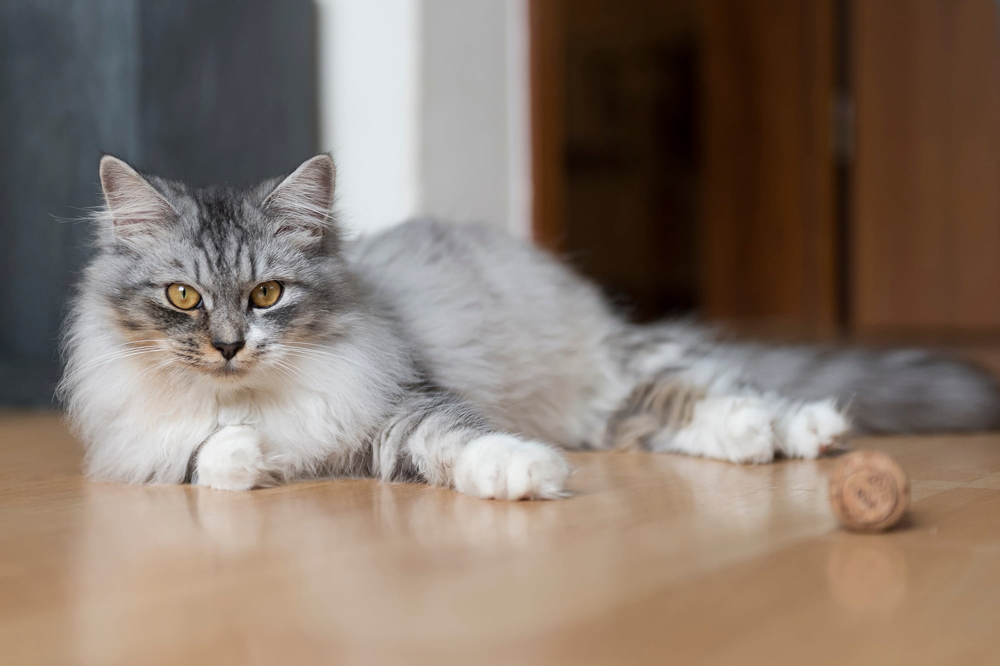 A cat laying on the floor - Pet Diagnostic Imaging in Saskatoon, SK