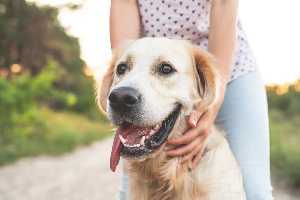 Girl holding golden dog retriever head in nature at sunset - Veterinary Chiropractic in Saskatoon, SK
