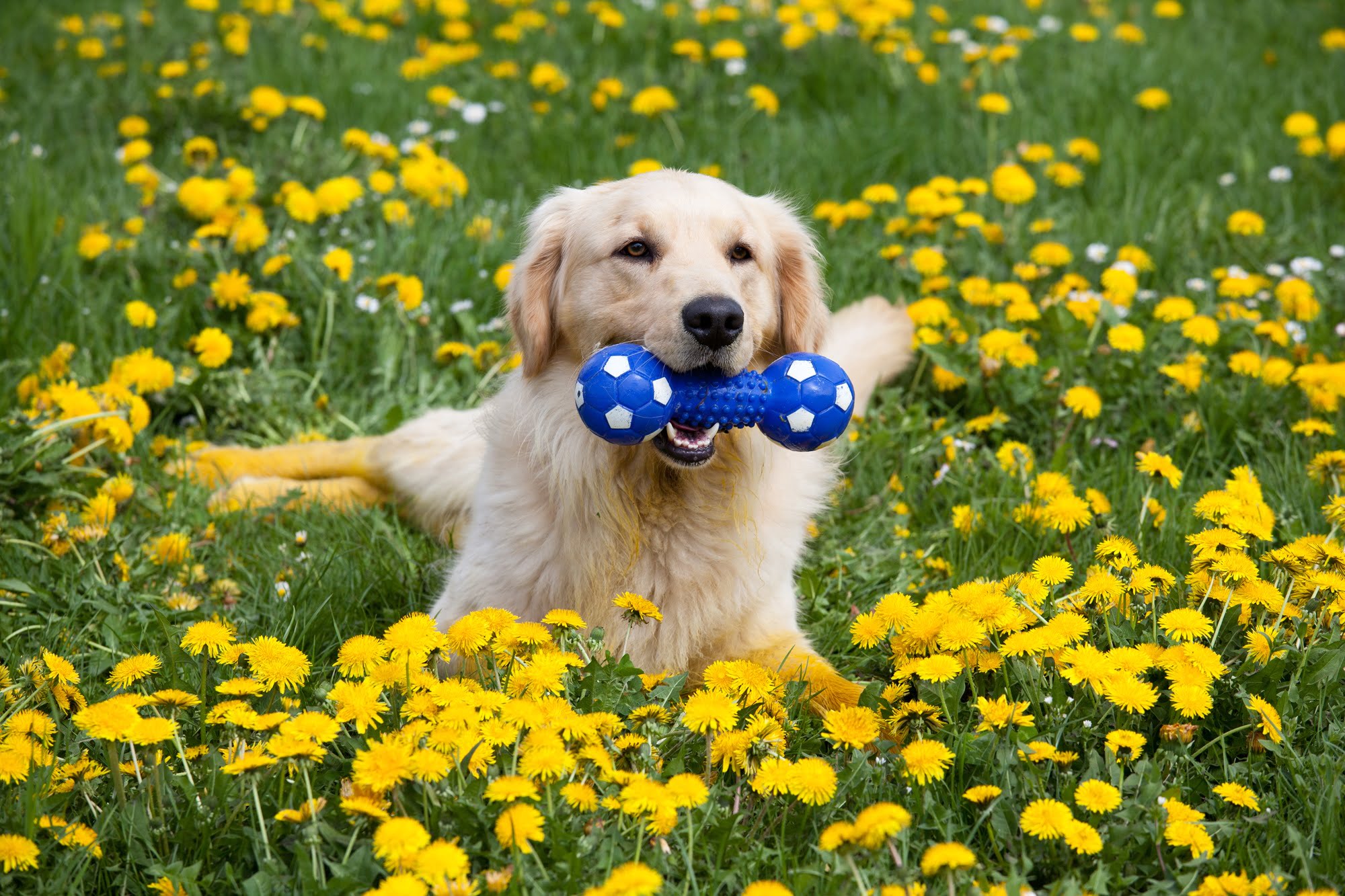 A golden retriever playing in the grass - Pet Wellness in Saskatoon, SK