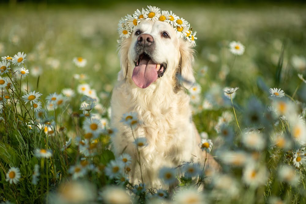 A dog with a flower crown - Pet Dental Care in Saskatoon, SK