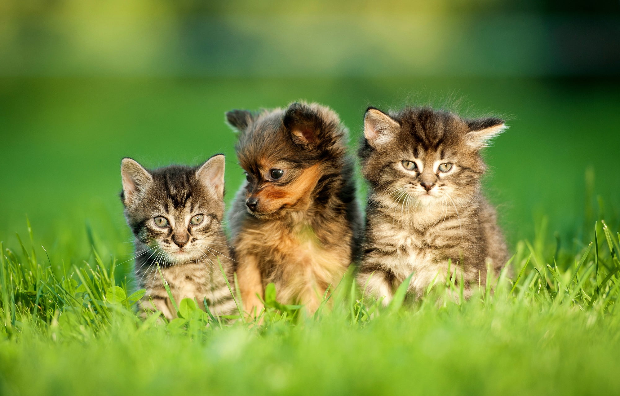 A puppy sitting with two kittens - Pet Diagnostic Imaging in Saskatoon, SK