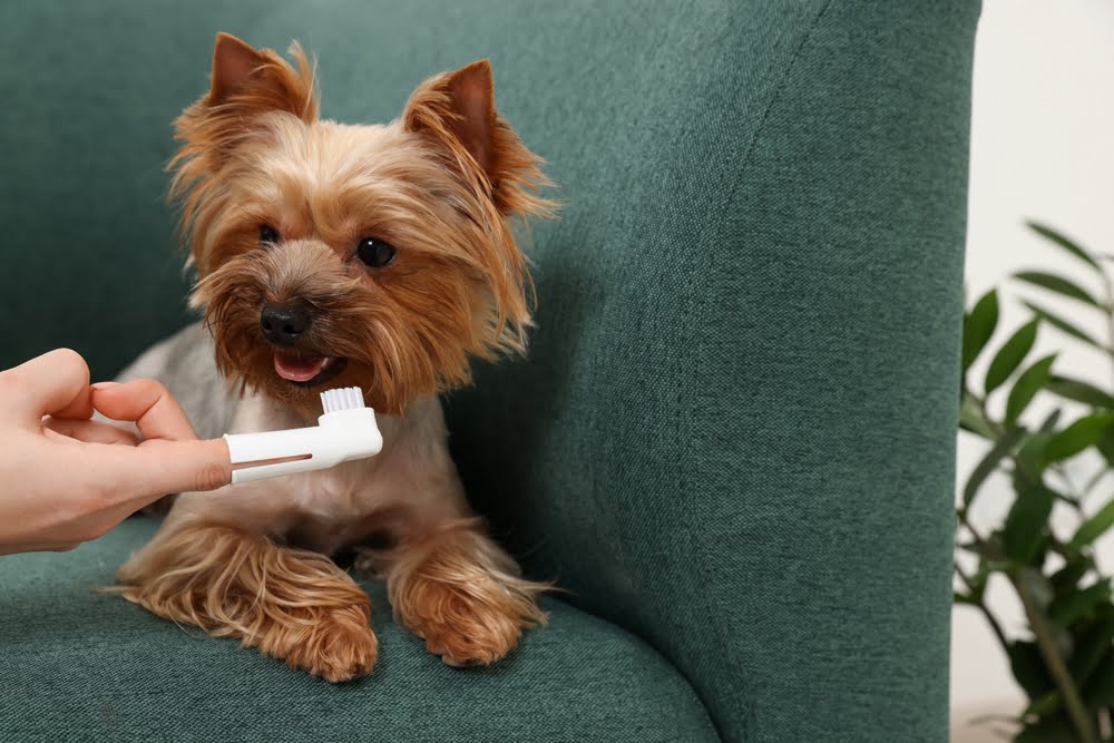 Person brushing teeth of pet dog - Pet Dental Care in Saskatoon, SK
