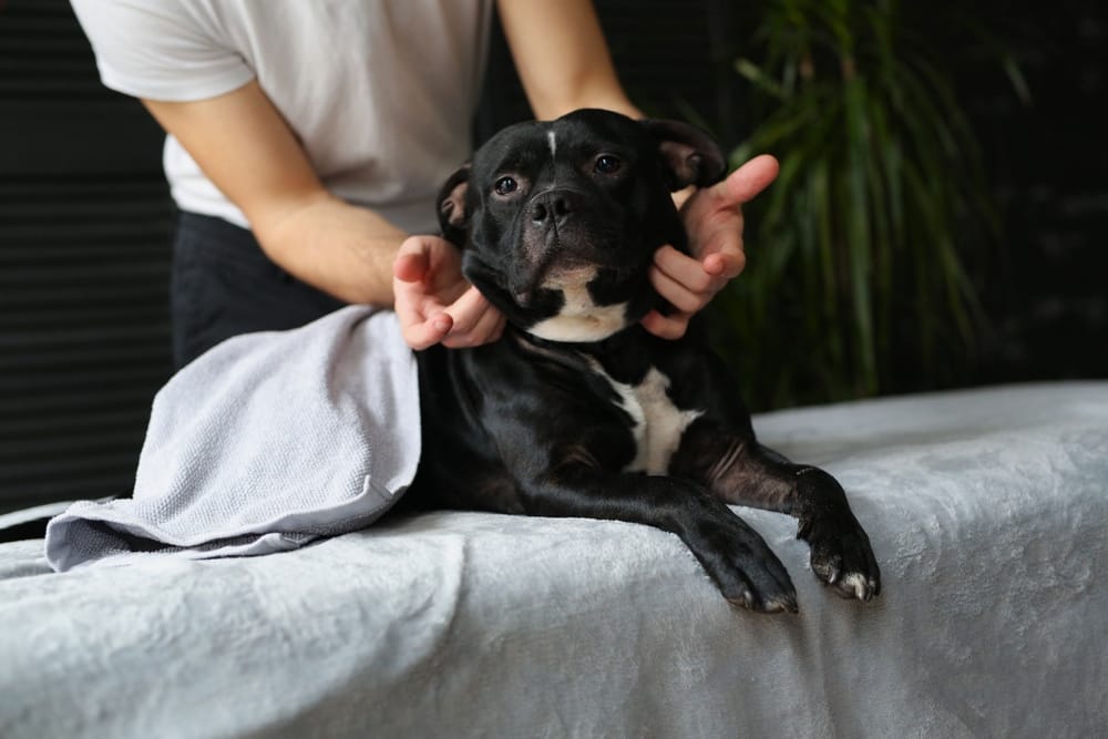 Do dogs like massages? 4 Reasons You Should Consider Dog Massage Therapy