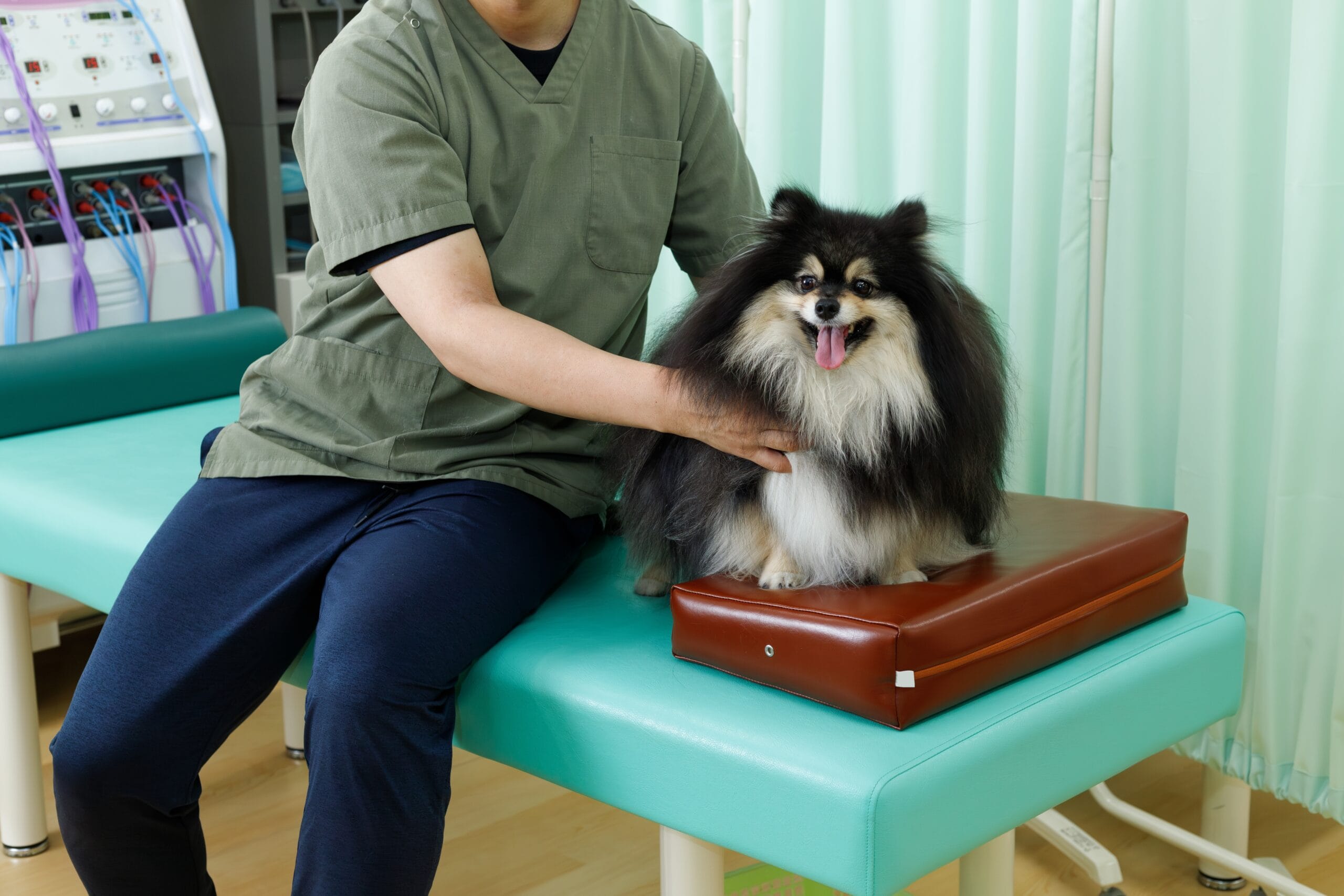 Do dogs need chiropractors? A Complete Guide to Canine Chiropractic Care