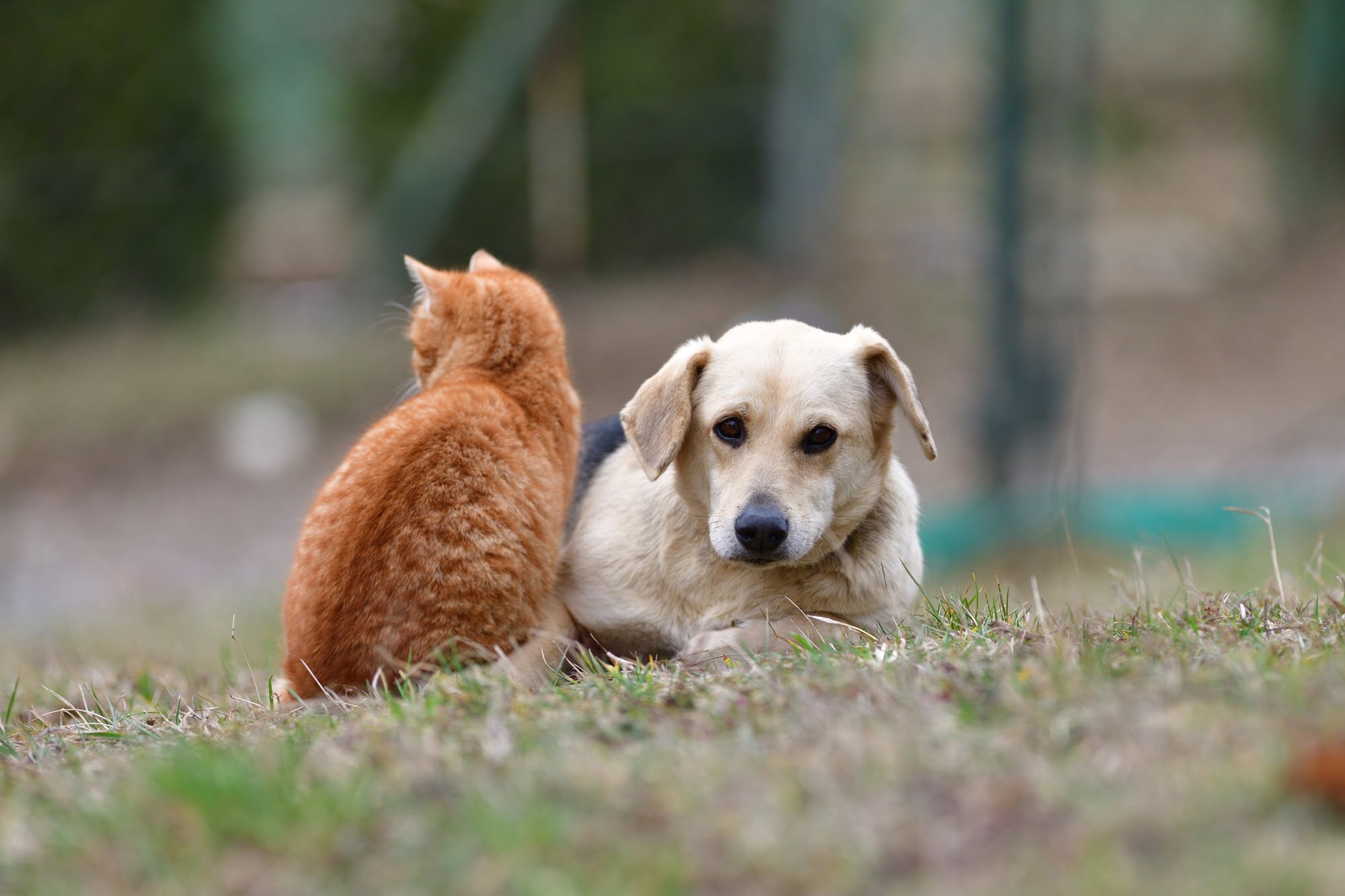 A dog and a cat resting outdoors - Veterinary Surgery in Saskatoon, SK