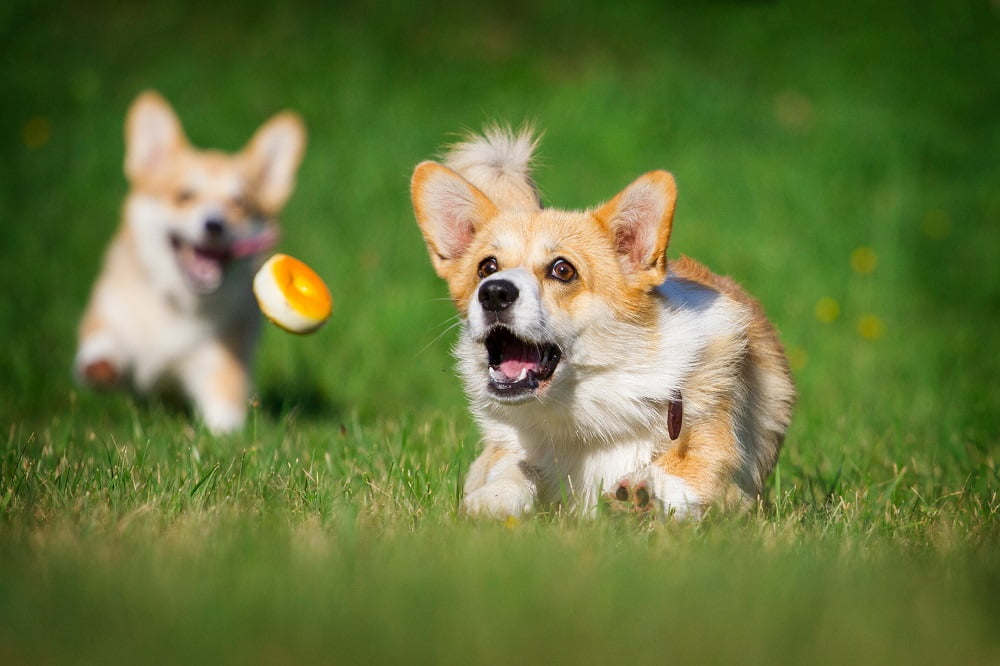 Puppies playing outdoors - Veterinary Surgery in Saskatoon, SK