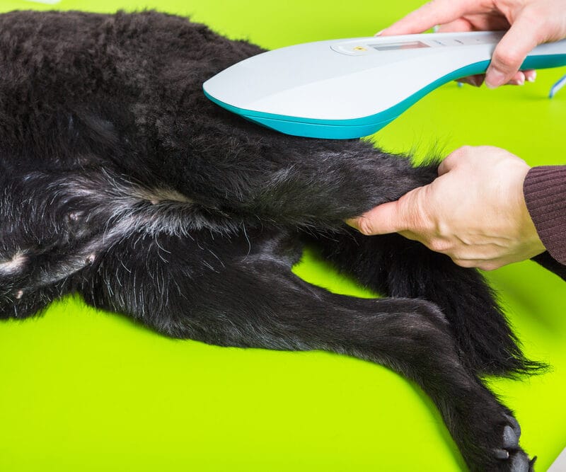 A veterinarian using a laser therapy device on a dog's hind leg during treatment - laser treatment for dogs