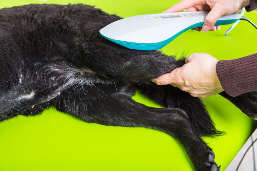 A veterinarian using a laser therapy device on a dog's hind leg during treatment - laser treatment for dogs