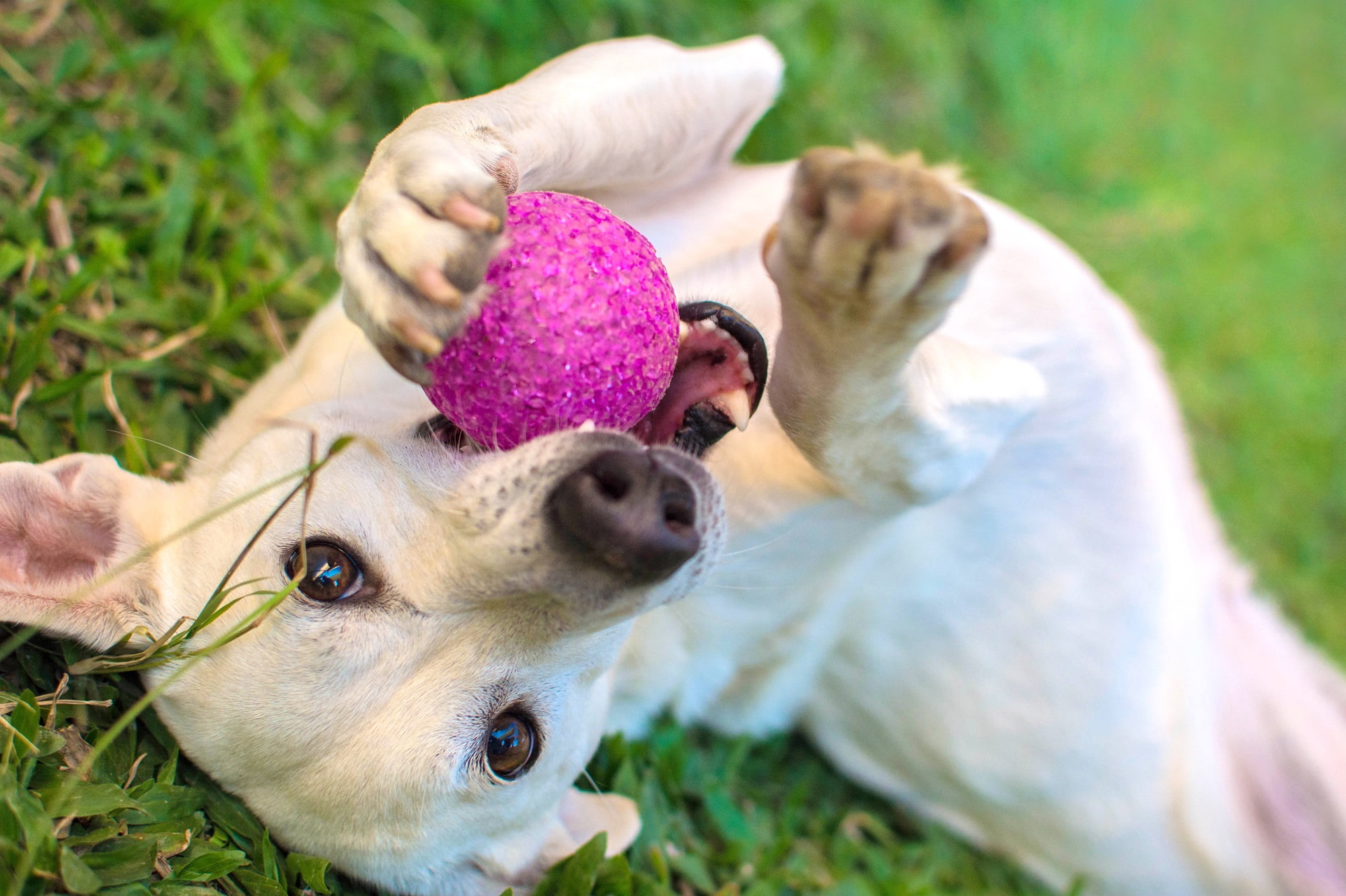 white dog playing with ball in the grass - Pet Wellness in Saskatoon, SK